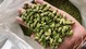 green cardamom, cardamom supplier, bulk spices