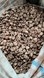 Betelnuts, Arecanuts, Arecanuts Groats